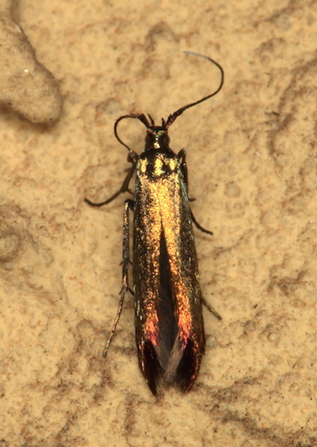 Coleophoridae